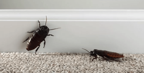 Screen Shot 2018-10-26 at 1.57.05 PM